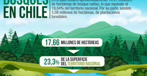 Bosques en Chile: El escenario actual